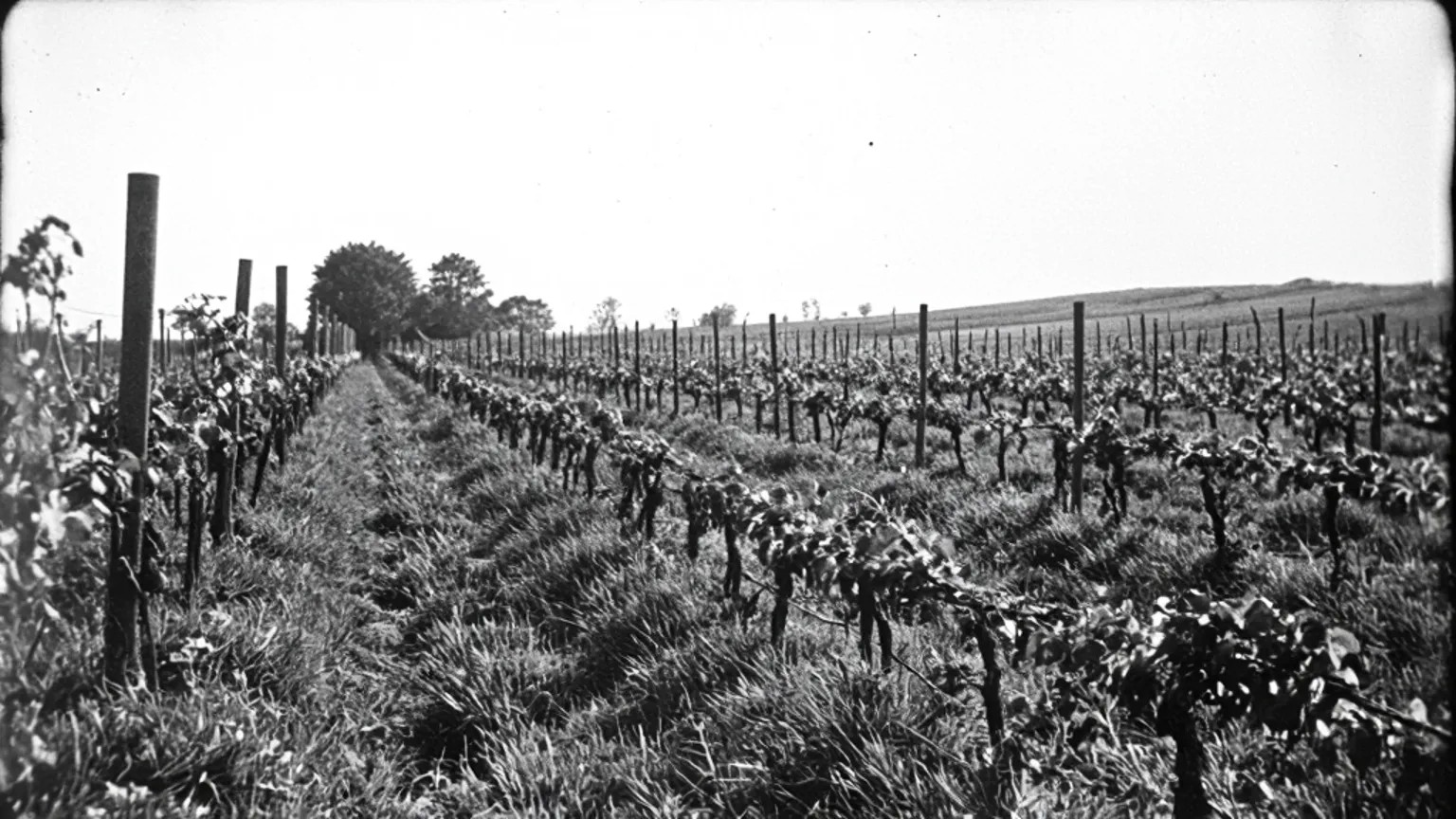 Vinmarker