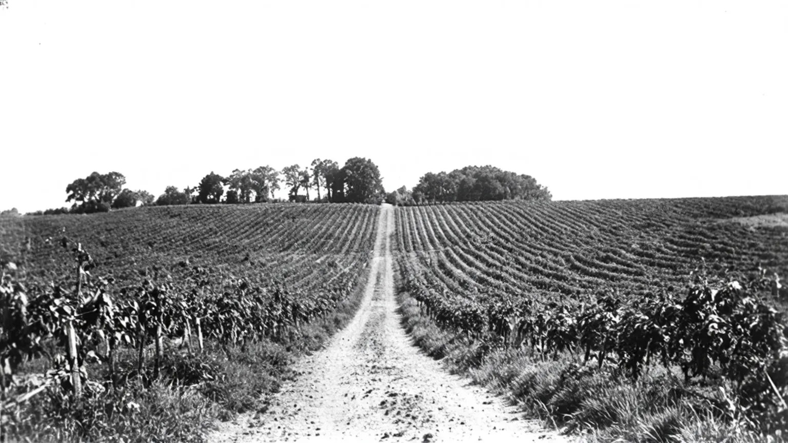 Vinmarker