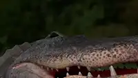 Alligatorer