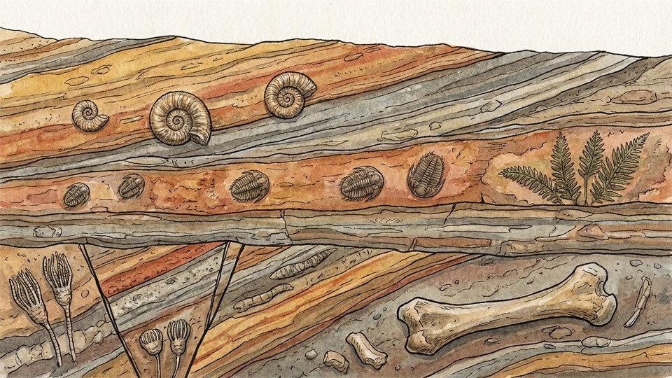 Roches sédimentaires avec couches visibles et fossiles